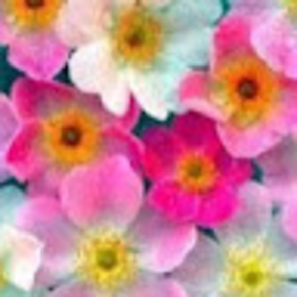 desert_rose_21